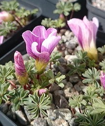 Oxalis enneaphylla pink - 8cm pot